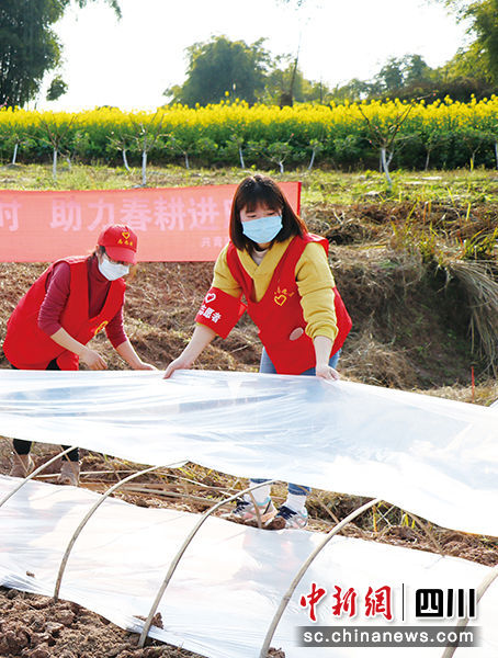 广安农行志愿者帮助农户盖地膜。李华 摄 广安农行志愿者帮助农户盖地膜。李华 摄