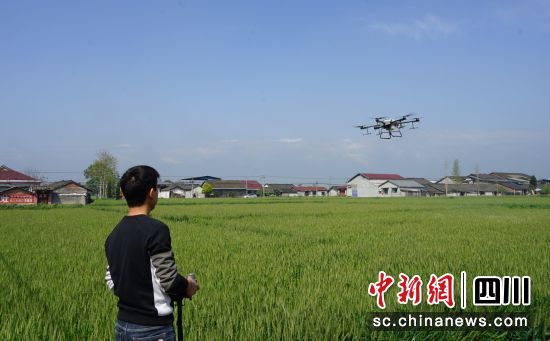 技术员正在操作植保无人机进行作业。绵竹市融媒体中心供图
