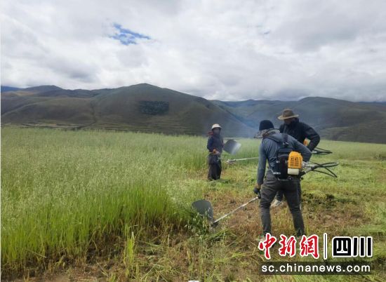 村民收割人工种草。 村民收割人工种草。