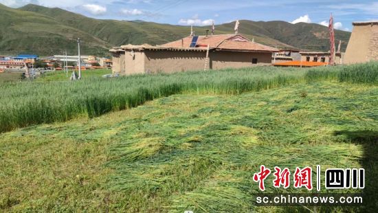 人工种草迎丰收。 人工种草迎丰收。