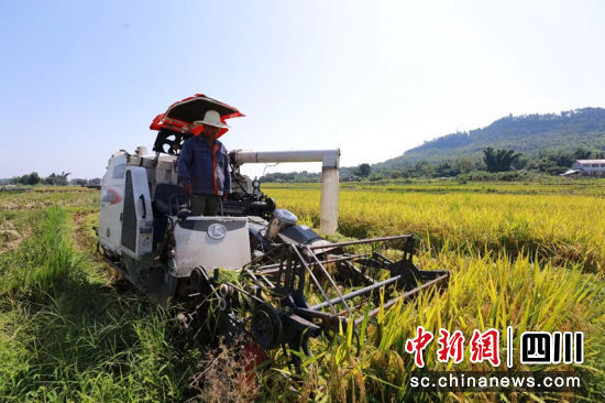 正在机械化收割水稻。罗平 摄 正在机械化收割水稻。罗平 摄