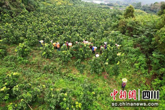 果农在园区内采摘蜜柚。 梓潼县委宣传部供图 果农在园区内采摘蜜柚。 梓潼县委宣传部供图
