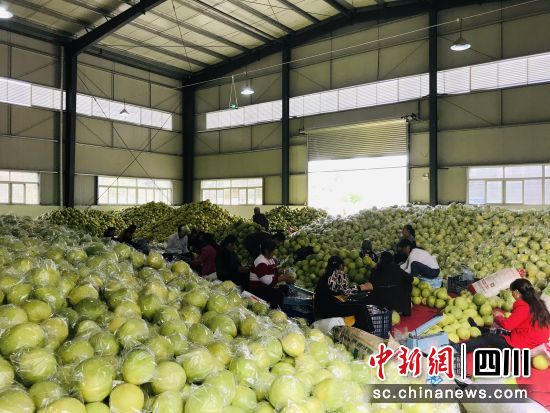蜜柚丰收。 梓潼县委宣传部供图 蜜柚丰收。 梓潼县委宣传部供图