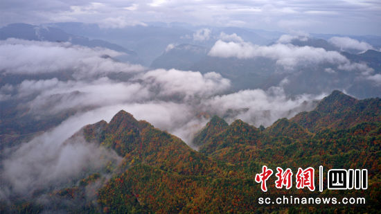 金秋时节的曾家山万山红遍,是观红叶和日出云海盛景的好去处。苗志勇 摄 金秋时节的曾家山万山红遍,是观红叶和日出云海盛景的好去处。苗志勇 摄