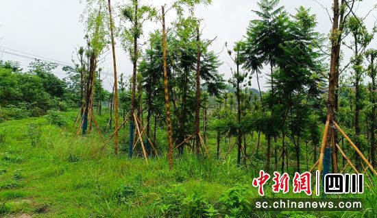 生意修复项目见成效。 生意修复项目见成效。
