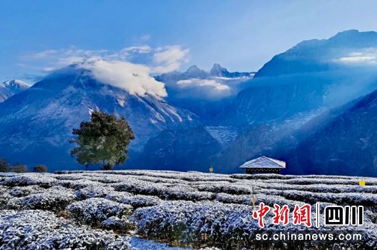 九龙县魁多镇白雪覆盖的茶园(资料图)高秀清摄 九龙县魁多镇白雪覆盖的茶园(资料图)高秀清摄