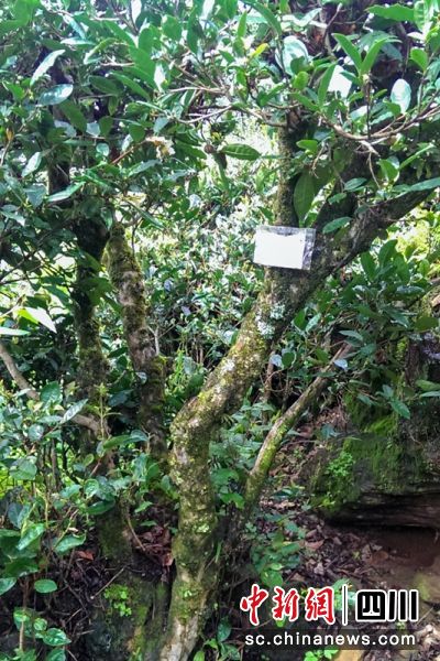 九龙古茶树。九龙县文广旅局供图 九龙古茶树。九龙县文广旅局供图