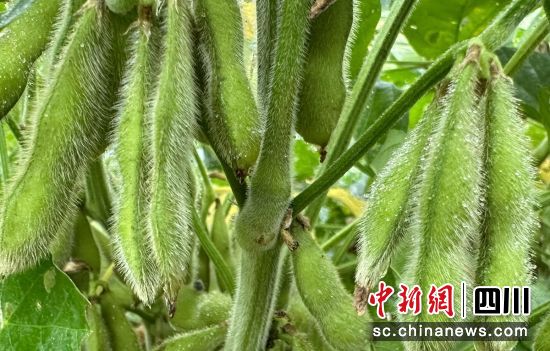 大豆长势良好。 大豆长势良好。