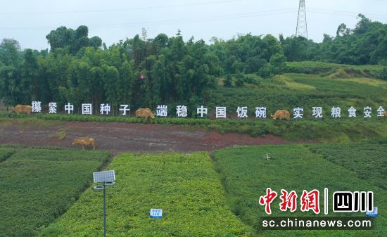 大豆丰收在望。 大豆丰收在望。