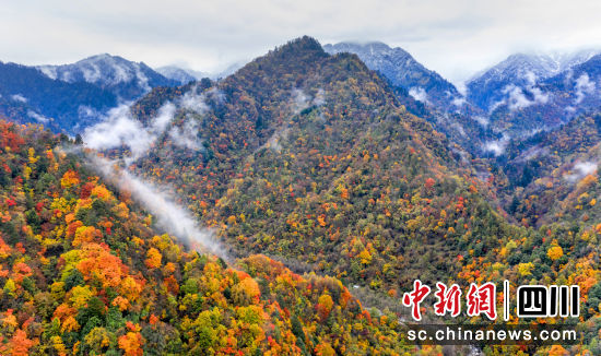 图为每年金秋时节,广元青川唐家河万山红遍。资料图 严旭明 摄 图为每年金秋时节,广元青川唐家河万山红遍。资料图 严旭明 摄
