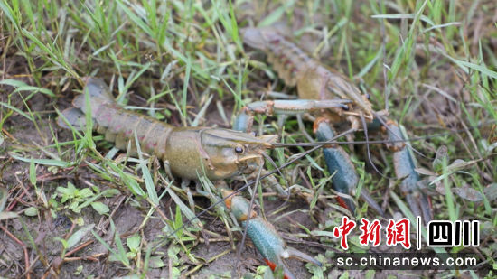 珙县优质稻虾。竭召林 摄 珙县优质稻虾。竭召林 摄