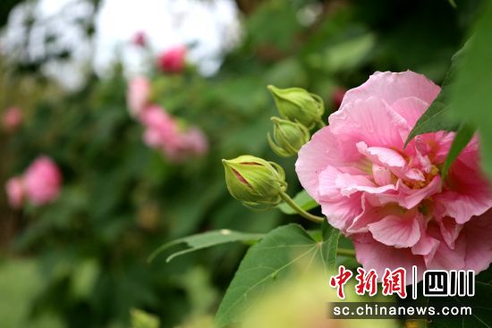 一朵朵芙蓉花绽放着娇艳欲滴的花瓣,散发着阵阵淡雅。 一朵朵芙蓉花绽放着娇艳欲滴的花瓣,散发着阵阵淡雅。
