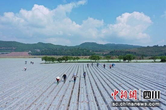 南充市蓬安县锦屏镇中坝社区,菜农正在蔬菜基地劳作。周亮 摄 南充市蓬安县锦屏镇中坝社区,菜农正在蔬菜基地劳作。周亮 摄