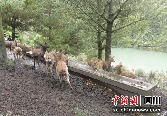 梅花鹿养殖场。 梅花鹿养殖场。