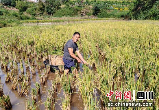 再生稻喜获丰收。纳溪区委统战部供图 再生稻喜获丰收。纳溪区委统战部供图