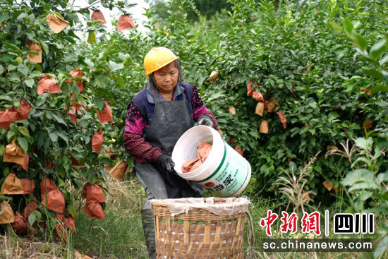 高县优质柠檬丰收。罗景萍 摄 高县优质柠檬丰收。罗景萍 摄