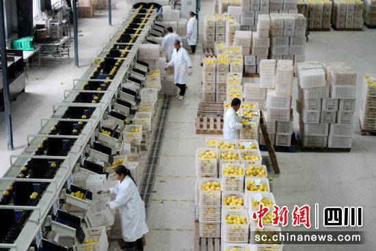 柠檬产品生产线。罗景萍摄 柠檬产品生产线。罗景萍摄