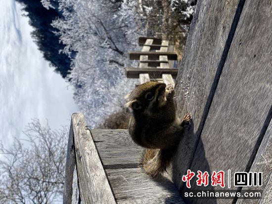 西岭雪山迎来今秋第一场雪。黄进喜摄 西岭雪山迎来今秋第一场雪。黄进喜摄