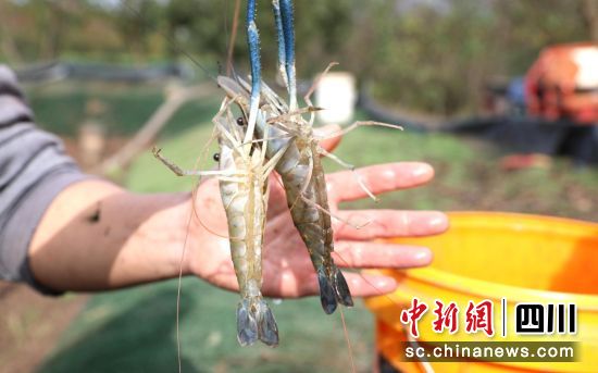 “罗氏沼虾”新鲜上市。 “罗氏沼虾”新鲜上市。