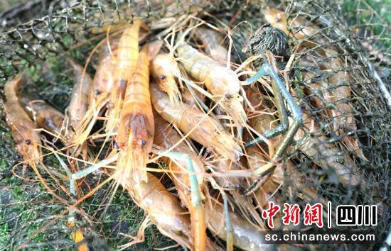 “罗氏沼虾”新鲜上市。 “罗氏沼虾”新鲜上市。