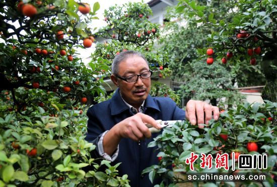 盆景种植户管护盆景。王超明 摄 盆景种植户管护盆景。王超明 摄
