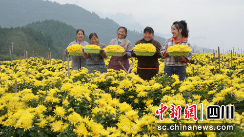 金丝皇菊丰收。古蔺县融媒体中心供图 金丝皇菊丰收。古蔺县融媒体中心供图