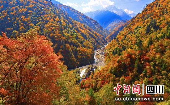 黑水县彩林风光美如画。黑水县融媒体中心 供图 黑水县彩林风光美如画。黑水县融媒体中心 供图