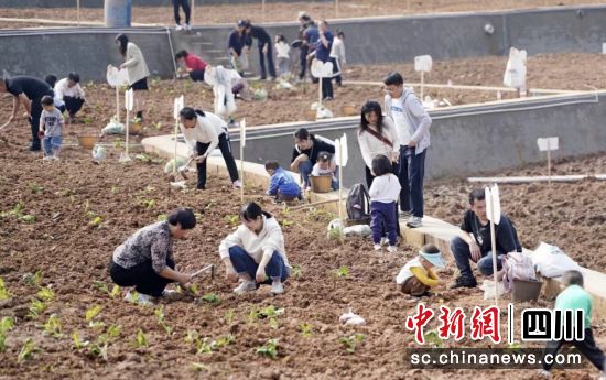 市民游客在自已认领的精致微田园种植。雍轩 摄 市民游客在自已认领的精致微田园种植。雍轩 摄