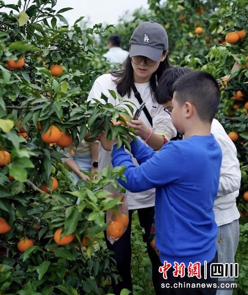 市民游客正在采摘鲜甜的爱媛橙。雍轩 摄 市民游客正在采摘鲜甜的爱媛橙。雍轩 摄