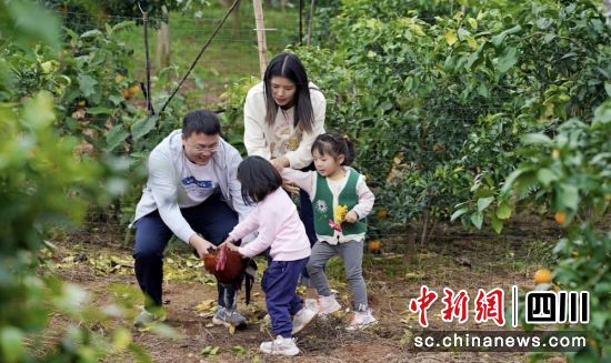 游客们在橘林里体验抓“飞鸡”。雍轩 摄 游客们在橘林里体验抓“飞鸡”。雍轩 摄