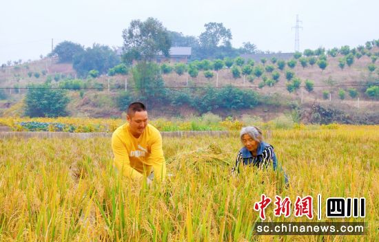 收割现场。 收割现场。