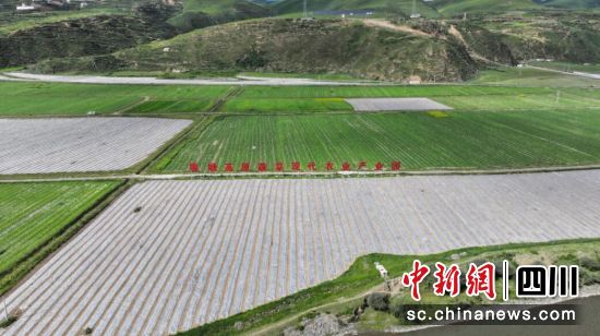 壤塘县高原蔬菜现代农业产业园。 壤塘县高原蔬菜现代农业产业园。