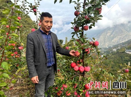 “糖心”苹果获丰收。 “糖心”苹果获丰收。