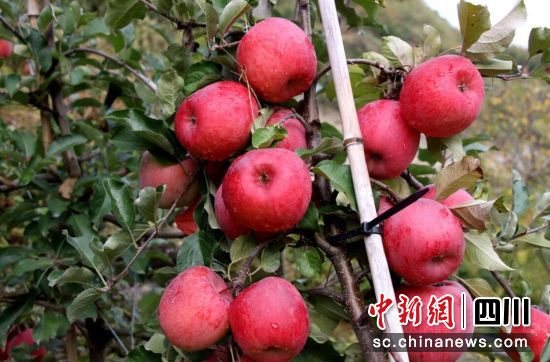 “糖心”苹果获丰收。 “糖心”苹果获丰收。