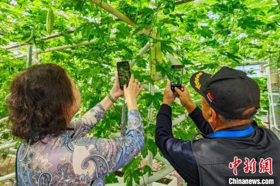 农业示范园内种植的苦瓜吸引海外华文媒体代表拍照。记者 刘忠俊 摄 农业示范园内种植的苦瓜吸引海外华文媒体代表拍照。记者 刘忠俊 摄