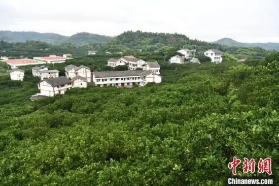 近日,在四川广安,龙安柚果树绿意盎然。张浪 摄 近日,在四川广安,龙安柚果树绿意盎然。张浪 摄