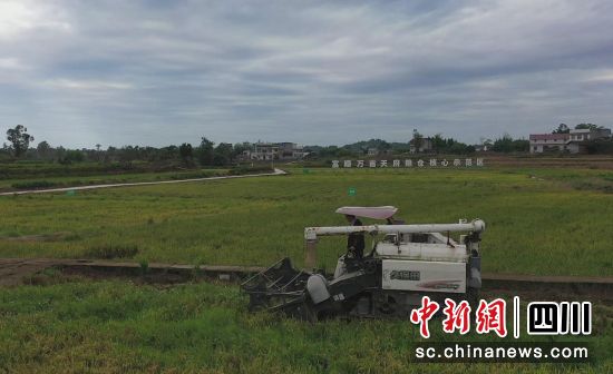 收割现场。 收割现场。