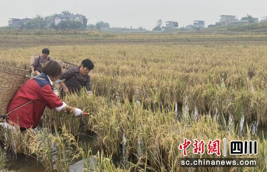 收割现场。 收割现场。