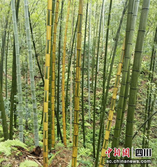 蜀南竹海花竹湾的花楠竹。 刘龙泉 摄 蜀南竹海花竹湾的花楠竹。 刘龙泉 摄