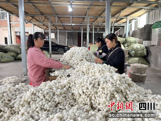 收购人员正在对丰收的蚕茧进行手工挑选。曾钰茹 摄 收购人员正在对丰收的蚕茧进行手工挑选。曾钰茹 摄