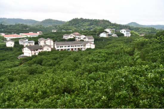 近日,在四川广安,龙安柚果树绿意盎然(张浪 摄) 近日,在四川广安,龙安柚果树绿意盎然(张浪 摄)