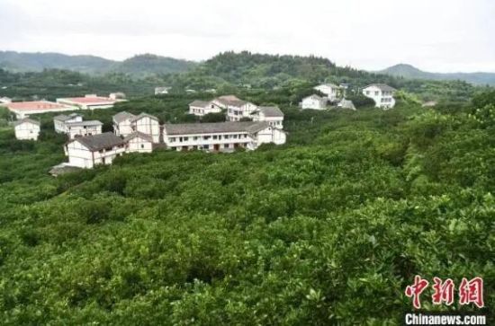 近日,在四川广安,龙安柚果树绿意盎然。张浪 摄 近日,在四川广安,龙安柚果树绿意盎然。张浪 摄