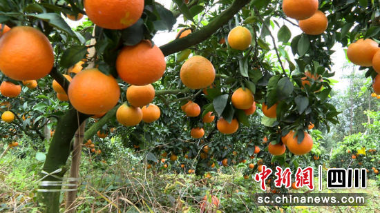 爱媛柑橘满枝头。 筠连县融媒体中心 供图 爱媛柑橘满枝头。 筠连县融媒体中心 供图
