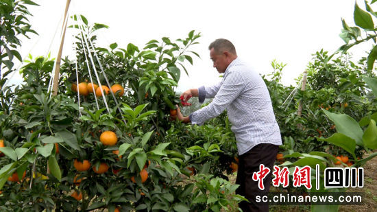 罗刚正在采摘柑橘。 筠连县融媒体中心 供图 罗刚正在采摘柑橘。 筠连县融媒体中心 供图