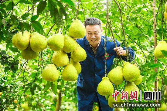真龙柚丰收。严珍 摄 真龙柚丰收。严珍 摄