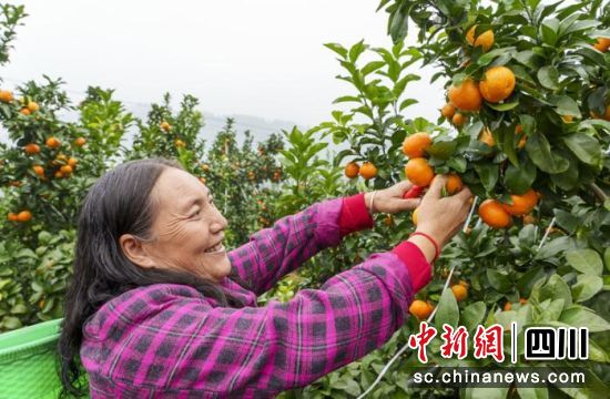 金秋砂糖橘“丰景”。 鄢伟 摄 金秋砂糖橘“丰景”。 鄢伟 摄