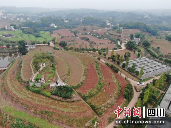 长宁县芥菜种植基地。长宁县融媒体中心供图。 长宁县芥菜种植基地。长宁县融媒体中心供图。