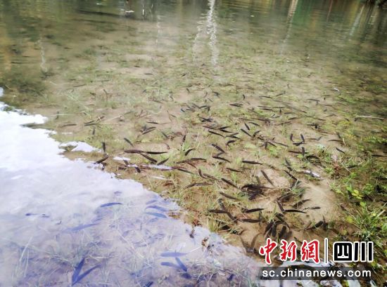 鱼苗投放至河流中。壤塘县委宣传部供图 鱼苗投放至河流中。壤塘县委宣传部供图