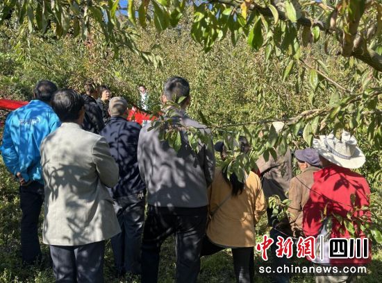 技术培训现场。汶川县委宣传部 供图 技术培训现场。汶川县委宣传部 供图
