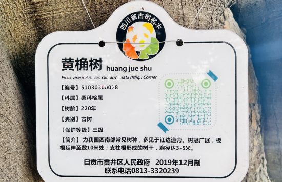 古树挂牌。 古树挂牌。